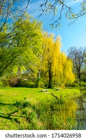 A Pond In A City Park In Warsaw In Spring