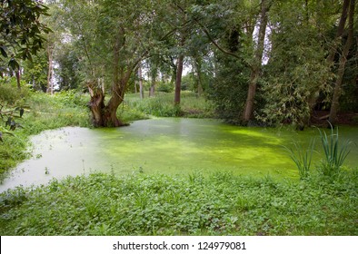 Pond Coated By Duckweed  In City Park