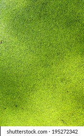 Pond Covered With Duckweed, Lemnoideae