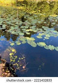 Pond Covered With Duckweed And Water Lilies In The Forest. Central Russia, Eastern Europe.