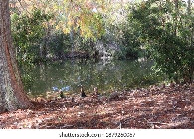 Pond With Cypress In Largo FL