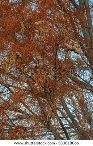 Similar – Image, Stock Photo Vari Portrait Nature