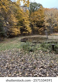 Pond with fall trees and leaves 