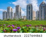 Pond  floers in the park over residential buildings. Petah Tikva, Israel.