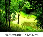 Pond in the Forest