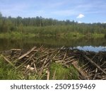 Pond in the forest and beaver dam 