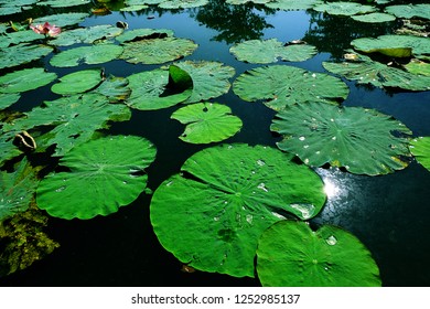The pond is full of lotuses. - Shutterstock ID 1252985137