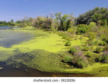 Pond With Green Algae