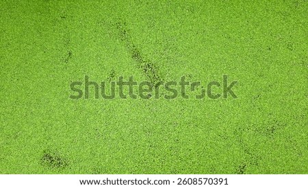 A pond with green algae floating on the surface.