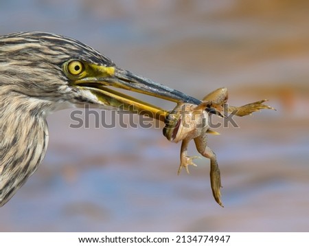 Pond heron Bird eats frog