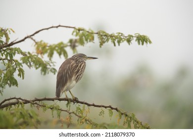 A Pond Heron On A Acacia Tree At Bhigwan Bird Sanctuary, India