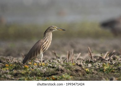 Pond Heron At Pobitora Wildlife Sanctuary