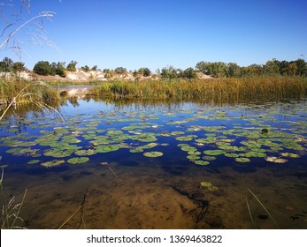 Pond At Indiana Dunes Park