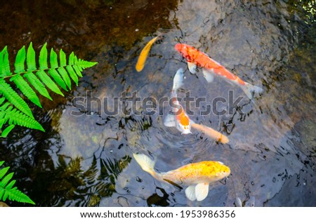 pond and koi fish forest with green fern pattern. Background of nature in tropical. grenery wallpaper, rain forest in daylight. texture of leaf and light from warm sun. spring season scenary