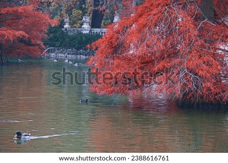 pond, lake, nature, reflection, park, autumn, swimming, water, animal, bird, fauna,