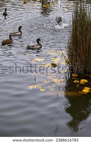 pond, lake, nature, reflection, park, autumn, swimming, water, animal, bird, fauna,