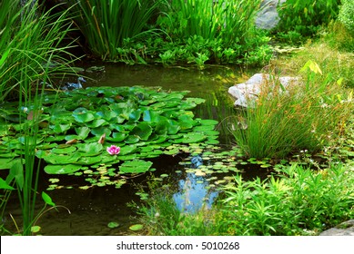 Pond Landscaping With Aquatic Plants And Water Lilies