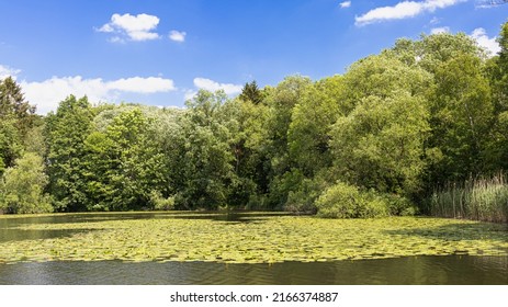 Pond Lilies On The Mill Pond