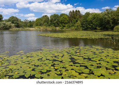 Pond Lilies On The Mill Pond