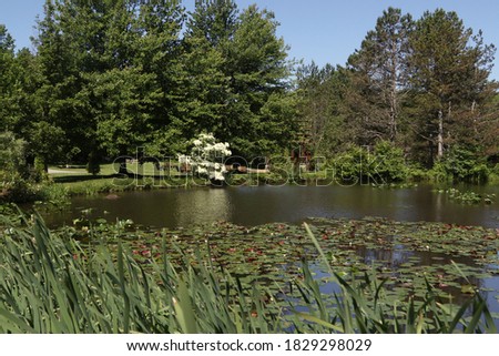 Pond with lily pads at Penitentiary Glen Reservation, Kirtland, Ohio