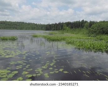 Pond Lilypad Lake Upstate New York