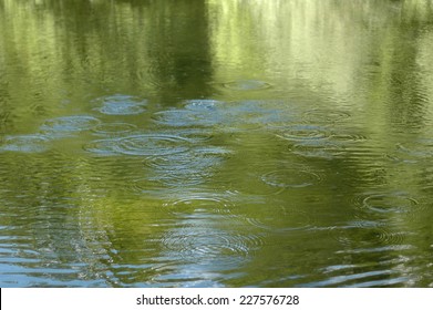 Pond. Looking For Water In A Pond