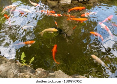 Pond Many Koi Fish Many Colors Stock Photo 1589970952 | Shutterstock