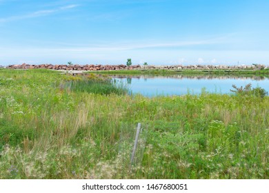 Pond Next To Lake Michigan At Northerly Island In Chicago