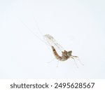 Pond Olive Mayfly in a white background. Cloen dipterum 