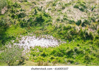 Pond Overgrown With Grass, Top View