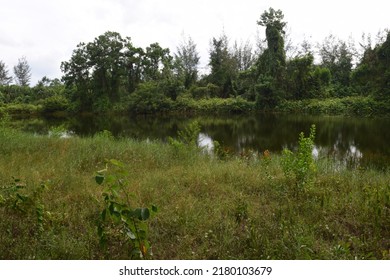 A Pond Overgrown With Wild Plants