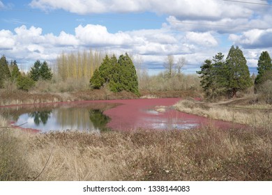 Pond With Red Algae Bloom Under Cloudy Sky