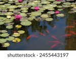 pond with red fish. beautiful pond covered with pink lilies. decorative red fish swim in the pond