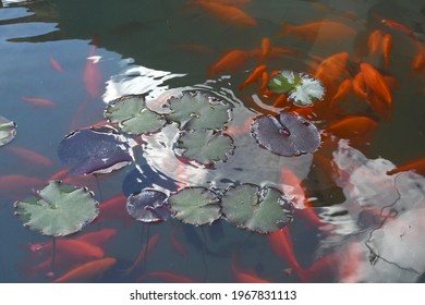 pond with red fishes in a garden