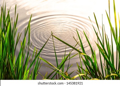 Pond Ripple Zen