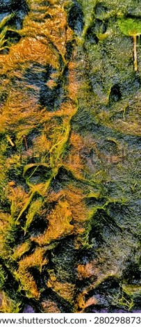 Pond scum algae macro texture with golden orange green wet fibrous surface on water