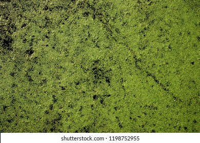 Pond scum, bright green
