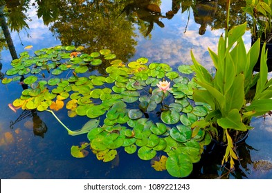 Pond At Sibley Park, 2017