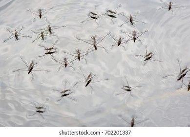 Pond Skater Bugs In The Water