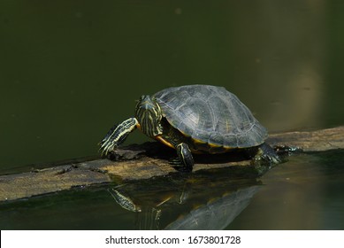 748 Common Slider Images, Stock Photos & Vectors | Shutterstock