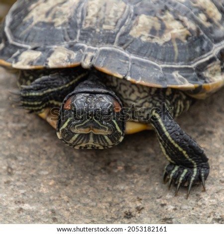 pond slider (Pseudemys scripta), pond terrapin (Pseudemys scripta), red-eared terrapin (Pseudemys scripta), slider turtle (Pseudemys scripta troostii)