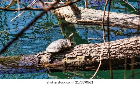 Pond slider, at the river. Invasive species in Europe. Spring season - Shutterstock ID 2173390621