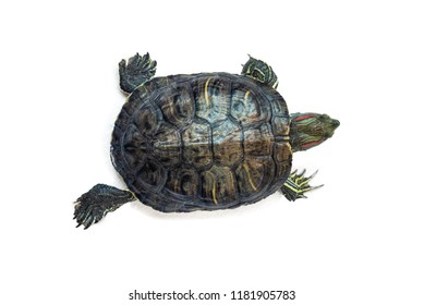 1,537 Tortoise Top View Images, Stock Photos & Vectors | Shutterstock