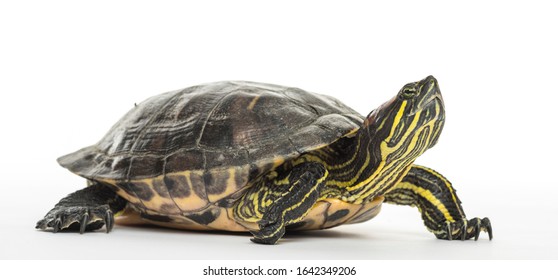 5,325 Trachemys Scripta Scripta Images, Stock Photos & Vectors ...