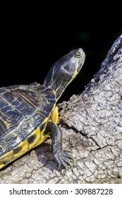 A pond slider turtle, Trachemys scripta scripta, sunbathing on a branch against a uniform black background. Vertical image.