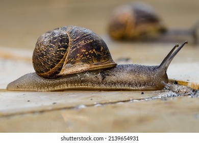 Pond Snail, Animal Antennas, Macro, 