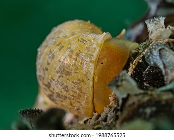 Pond Snail On Zebra Mussel