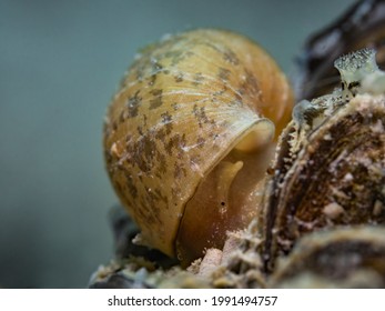 Pond Snail On Zebra Mussel