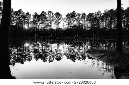 The pond a study in Black and white