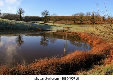 A Pond Surrounded By Reeds In Winter, With A Blue Sky, In France (Indre).